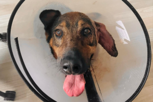 Fenka Brita po operaci ucha musí nosit límec