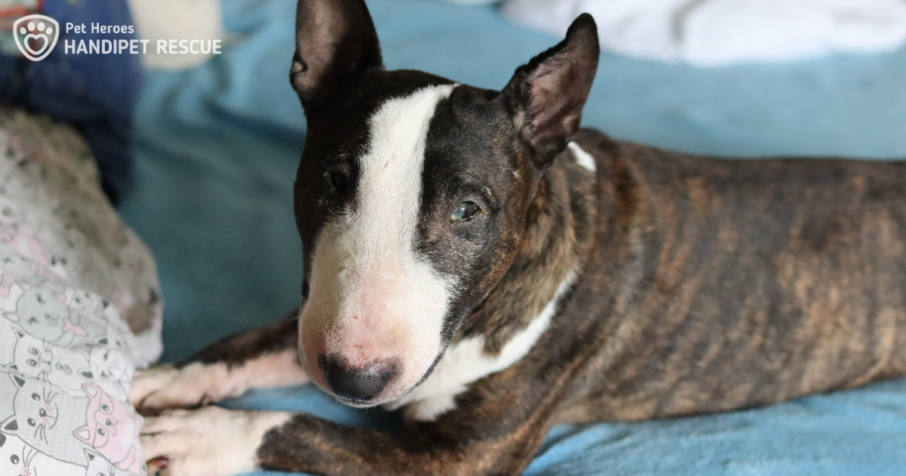 Mini bullteriér Pan Kdovík