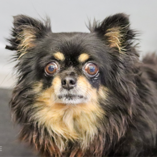 Černá čivava Wiky se světle hnědou náprsenkou na veterině