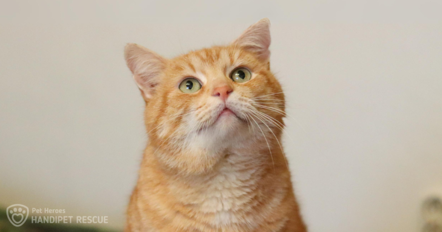 Zrzavý kocourek Nari