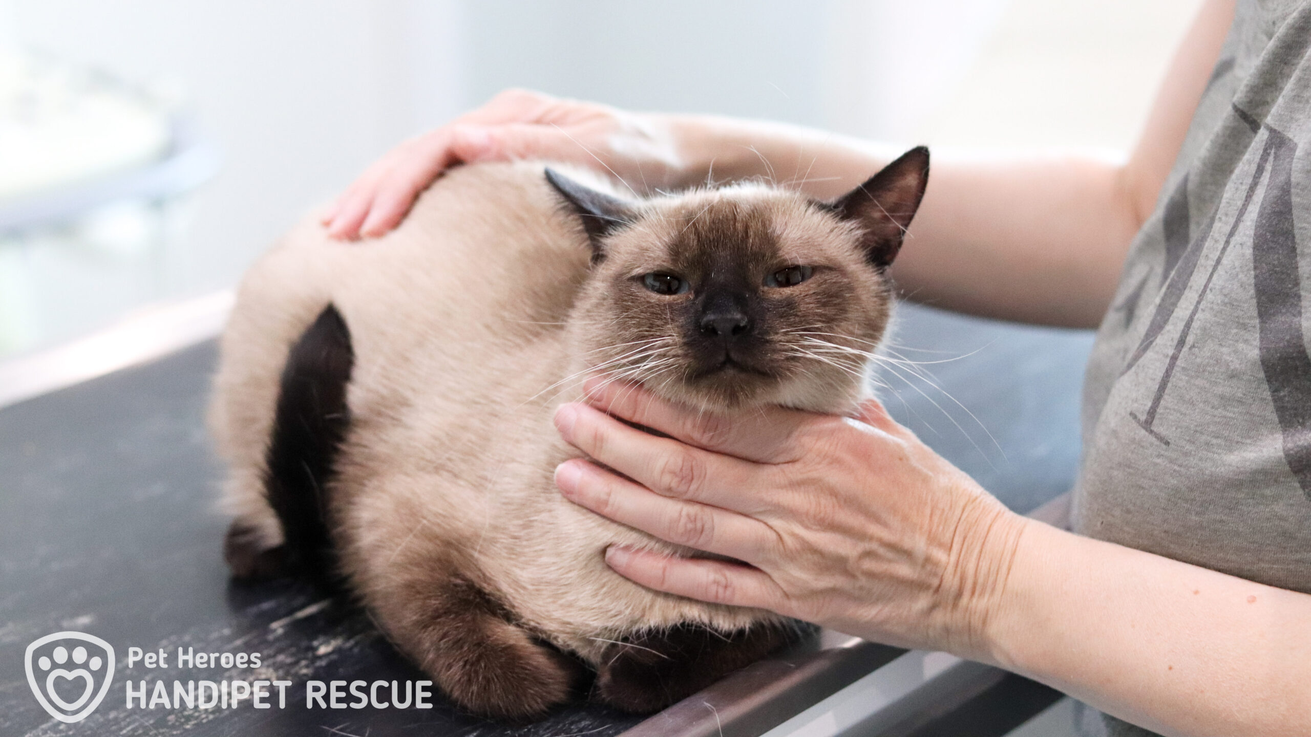 Kříženka siamské kočky Rarity na veterině