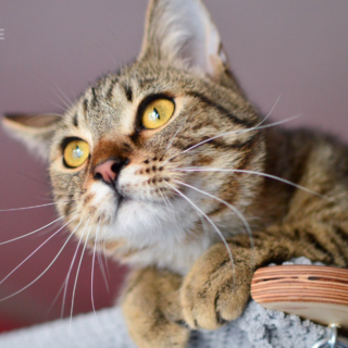 Mourovatý kocourek na vysokém škrabadle