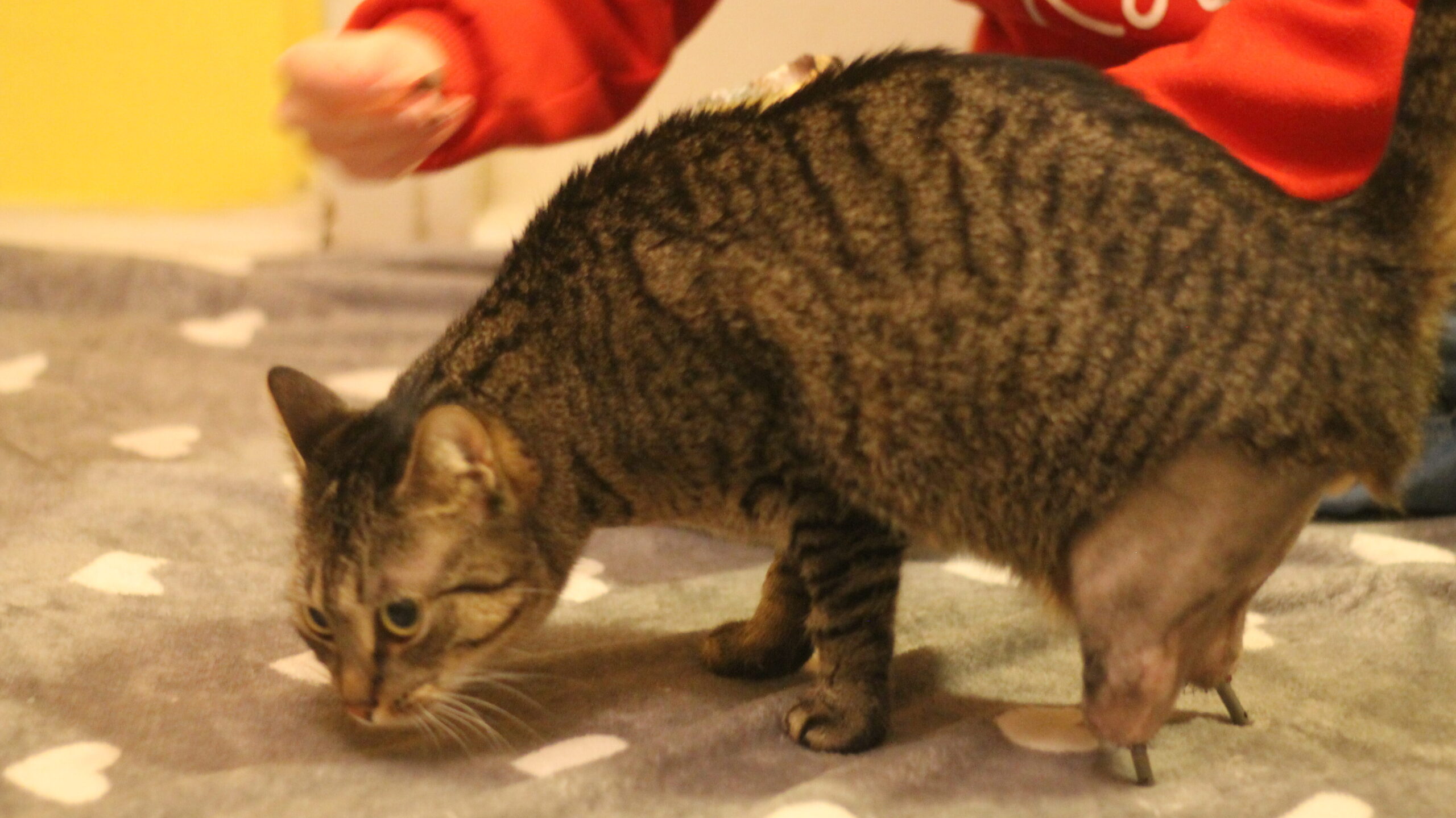 Kocour Mojito s protézami na zadních nohách. Na titanové protézky přijdou ještě násady od AnyoneGo.