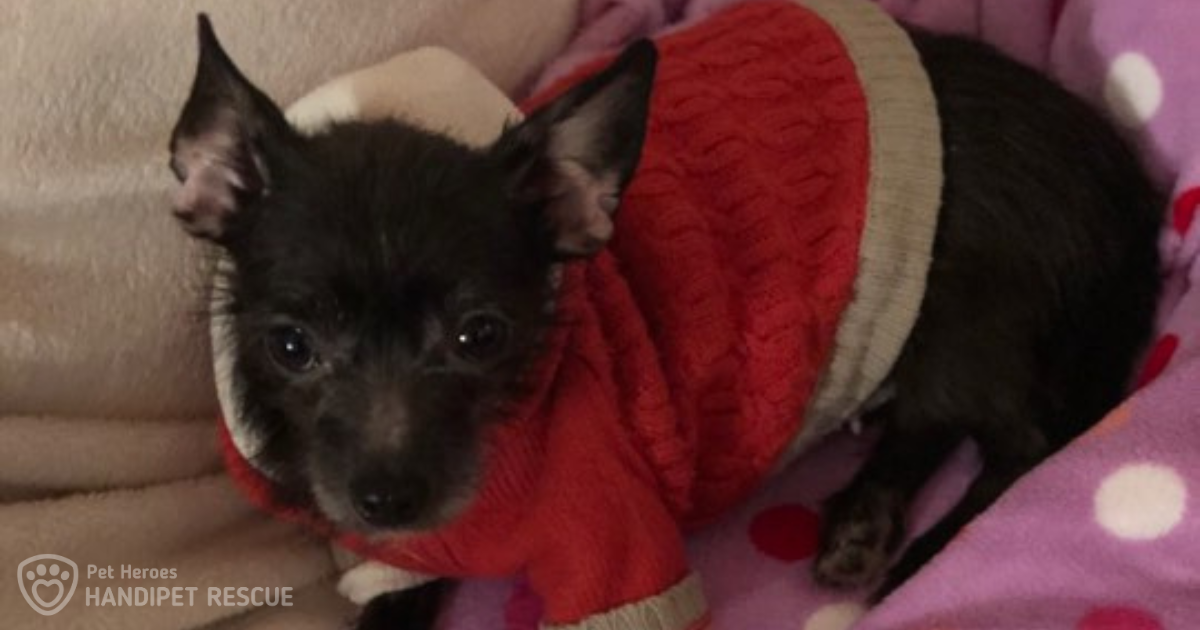 Kauza Psí neštěstí, množírna Kamenice: Kali