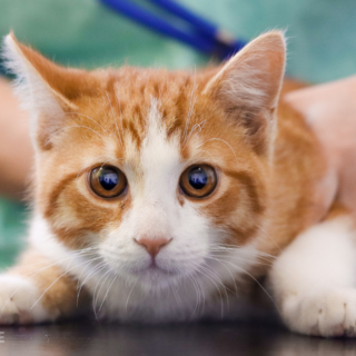 Zrzavo-bílé kotě Catsby na veterině