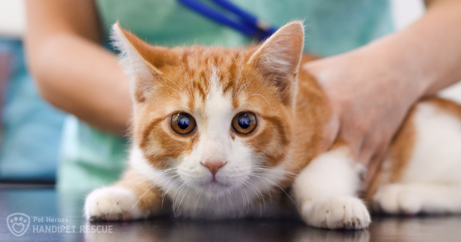 Zrzavo-bílé kotě Catsby na veterině