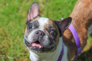 Fena Langusta: francouzský buldoček hnědo-bílý