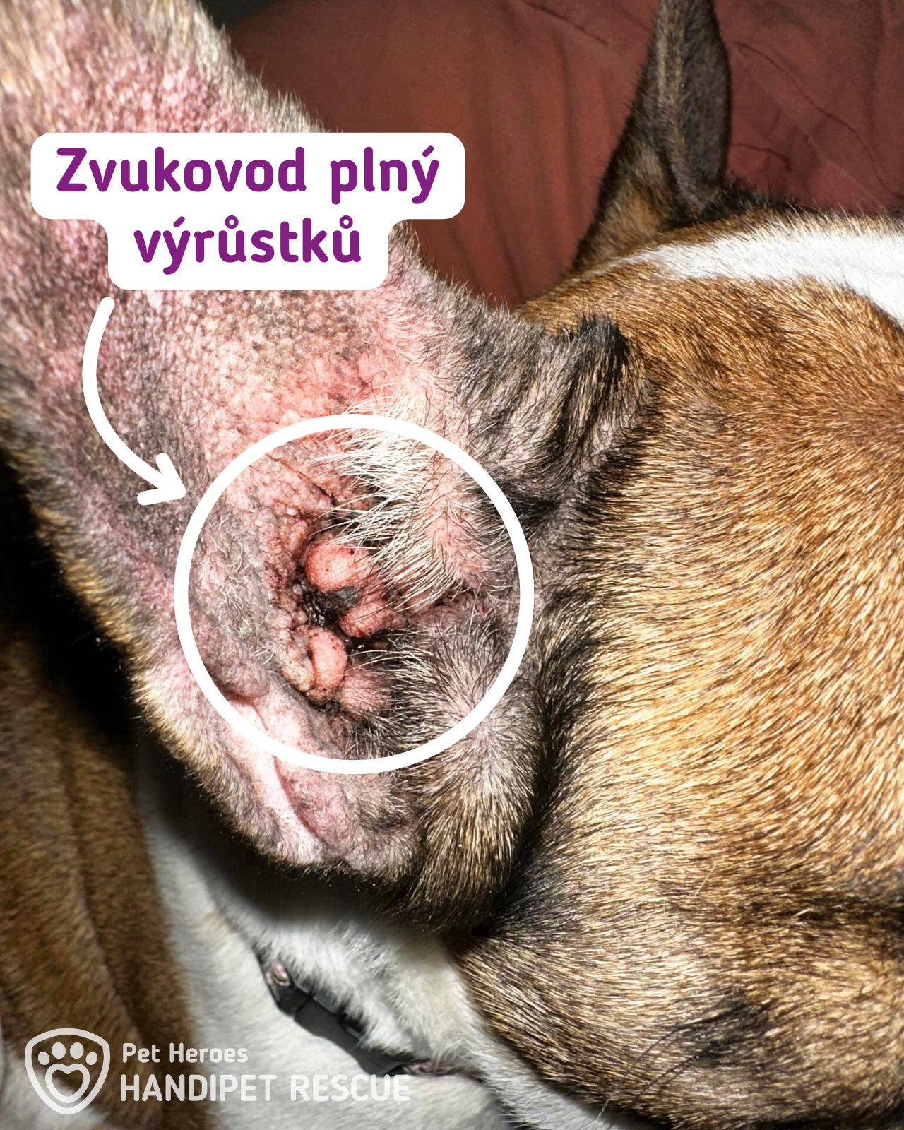 Langusta: francouzský buldoček kříženec výrůstky v uších