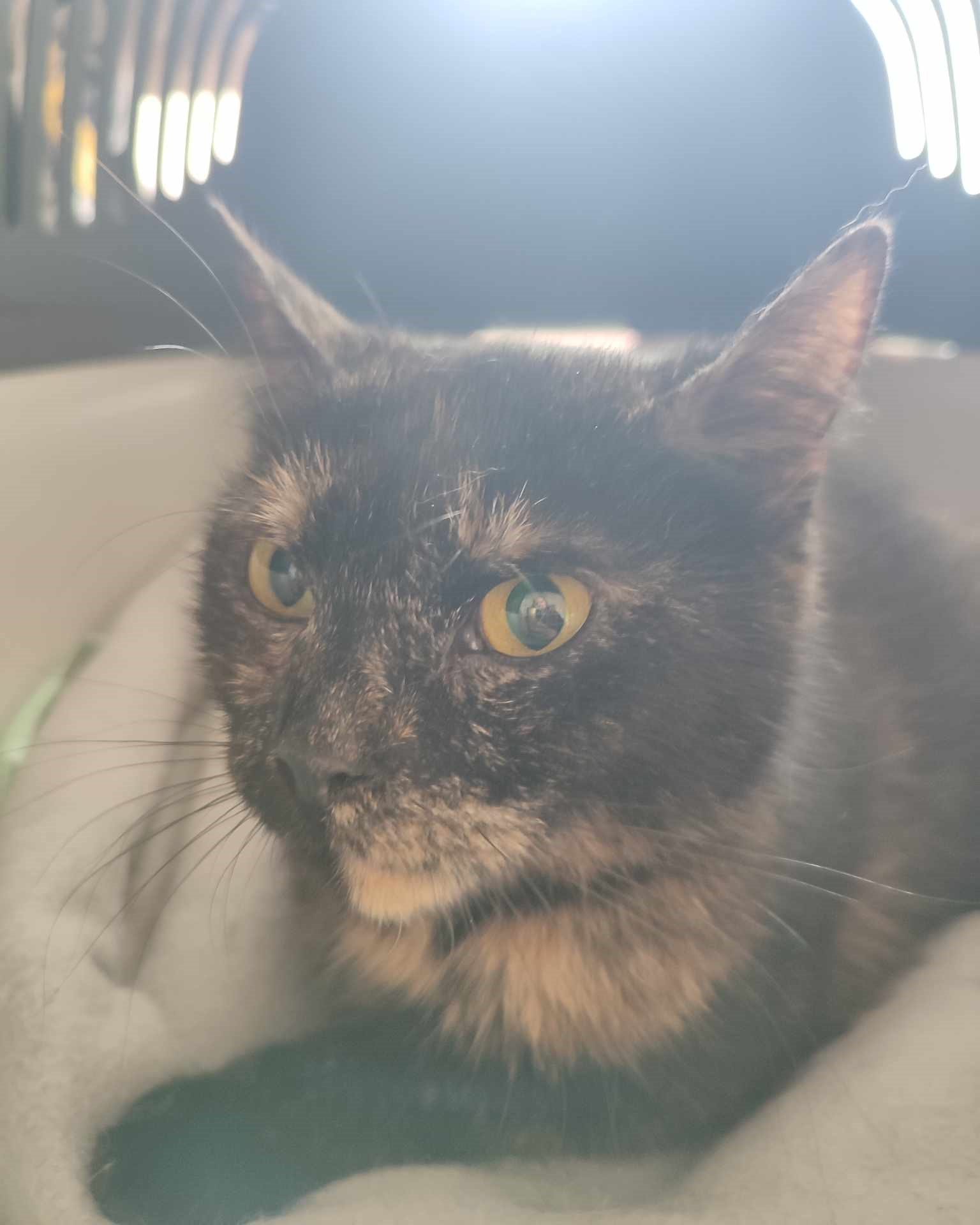 Kočka Nina v přepravce