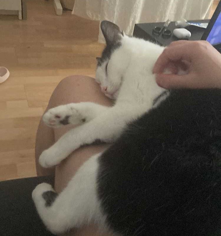 Kocourek Allan v novém domově