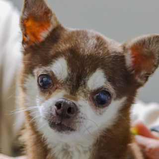 Hnědý pes s bílou náprsenkou čivava Teddy Boo