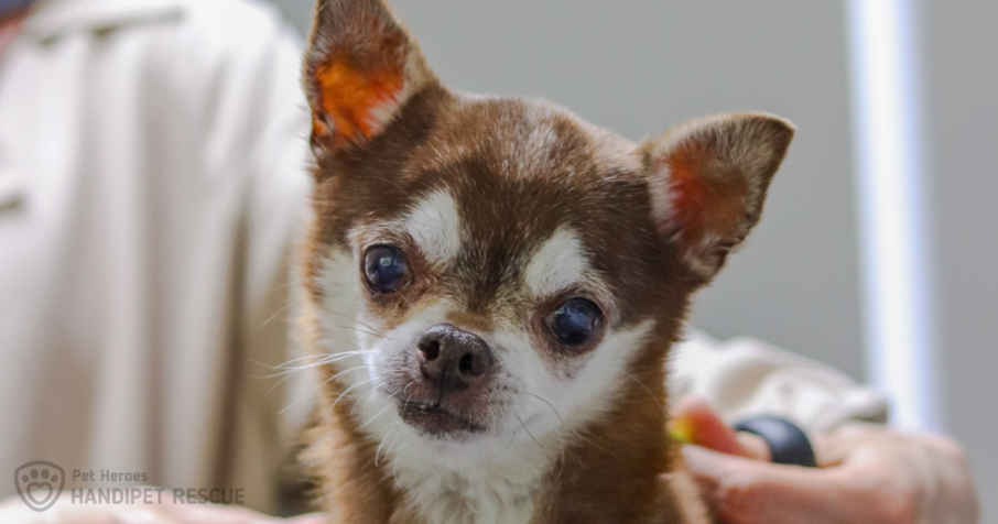 Hnědý pes s bílou náprsenkou čivava Teddy Boo