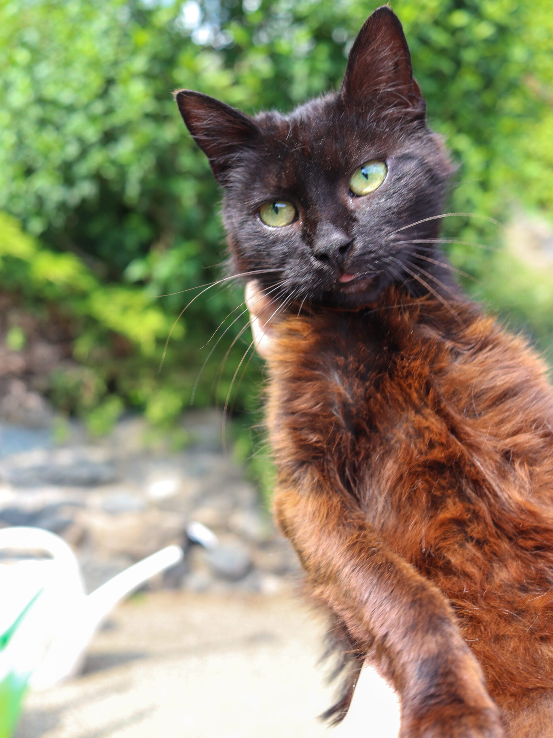 Černá kočička Merida při příjmu byla z velké části rezavá
