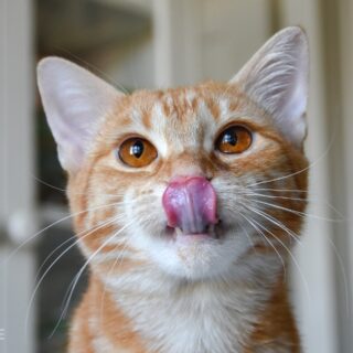 Zrzavá kočka Ipsinka