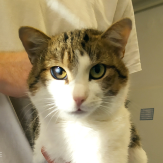 Kocourek sir Rolnička na veterině