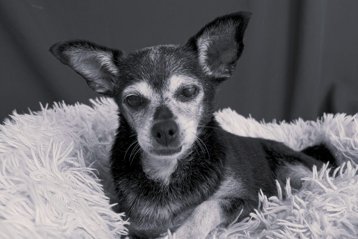 Babička Rozinka odešla za duhový most