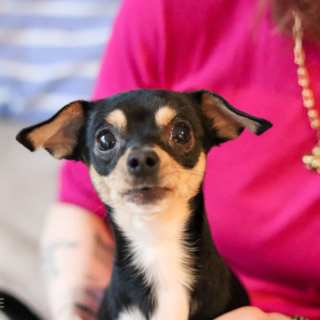 Černý kříženec trpasličího pinče Blackie