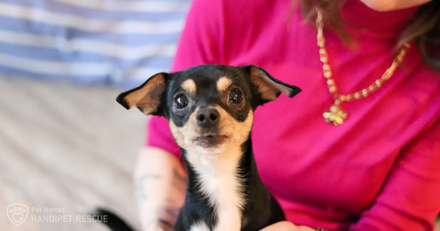 Černý kříženec trpasličího pinče Blackie