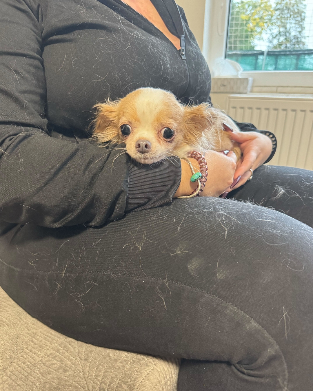 Čivava Lampička na klíně u adoptivní maminky