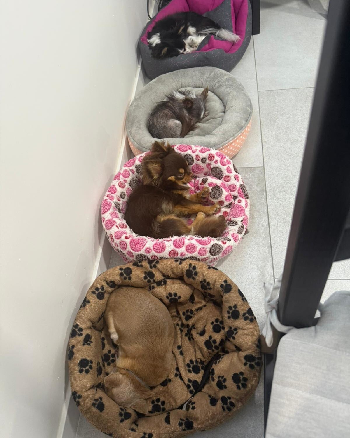 Čivavy Glinda, Dorothy a jejích adoptivní psí sestřičky spinkají v pelíšcích