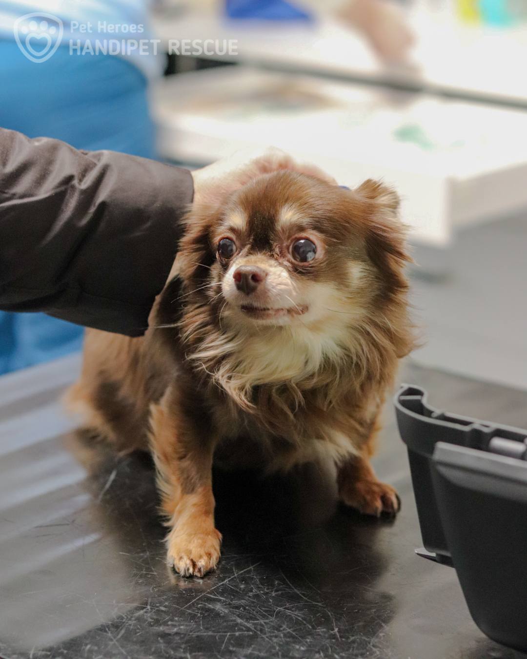 Dlouhosrstá čivava Čokoláda na vyšetřovacím stole na veterině