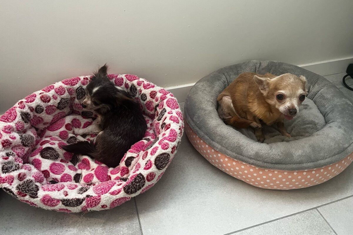 Dorothy a Glinda v novém domově