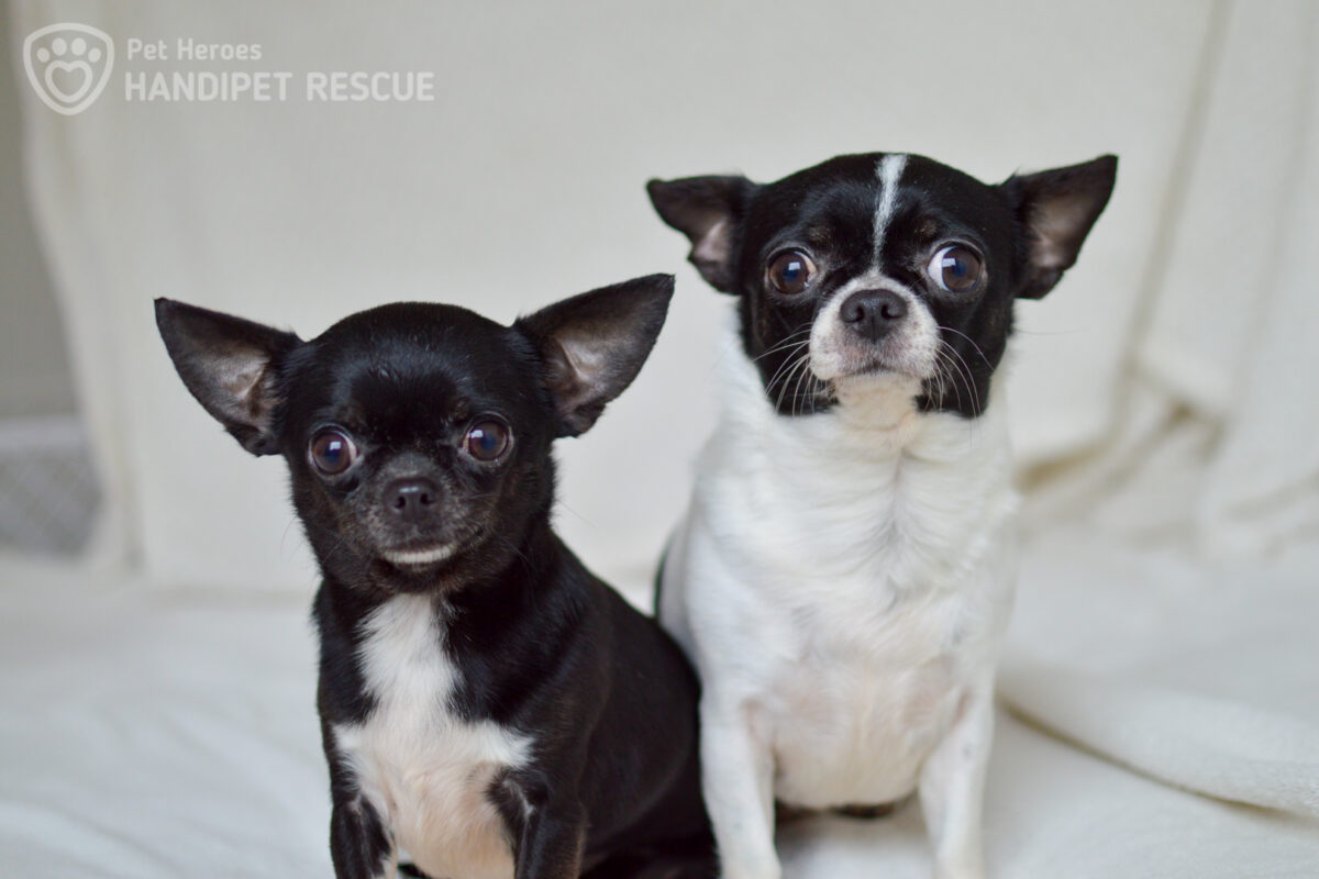 Čivavy Millie a Vivienne