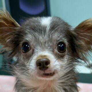 Velké čivaví neštěstí Dorothy na veterině (náhled)