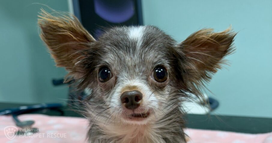Velké čivaví neštěstí Dorothy na veterině (náhled)