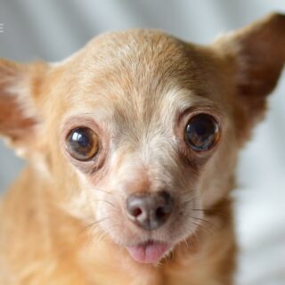 Velké čivaví neštěstí: Glinda