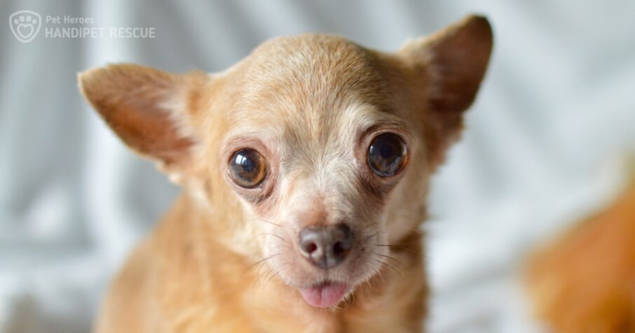 Velké čivaví neštěstí: Glinda