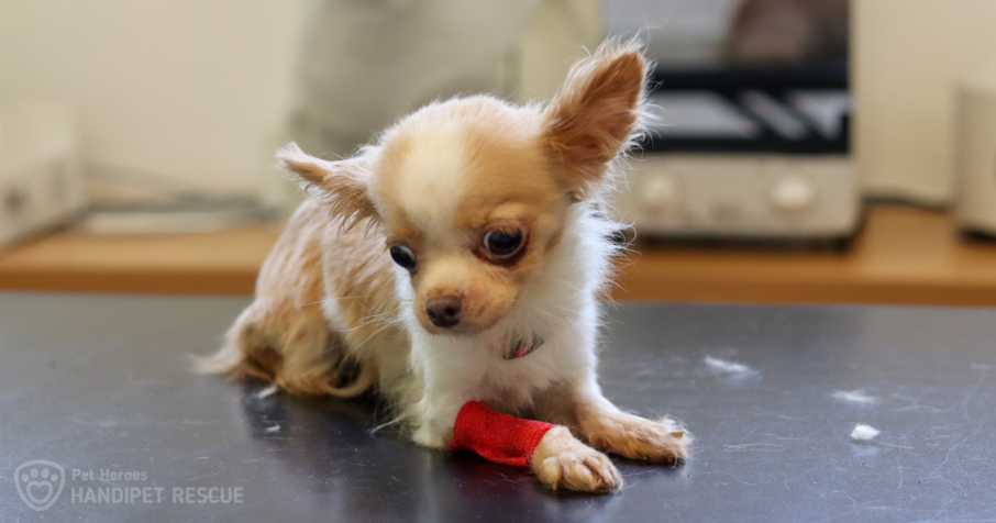 Velké čivaví neštěstí: béžová fenka Lampička