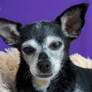 Velké čivaví neštěstí: černo-šedá fenka Babička Rozinka