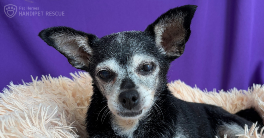 Velké čivaví neštěstí: černo-šedá fenka Babička Rozinka