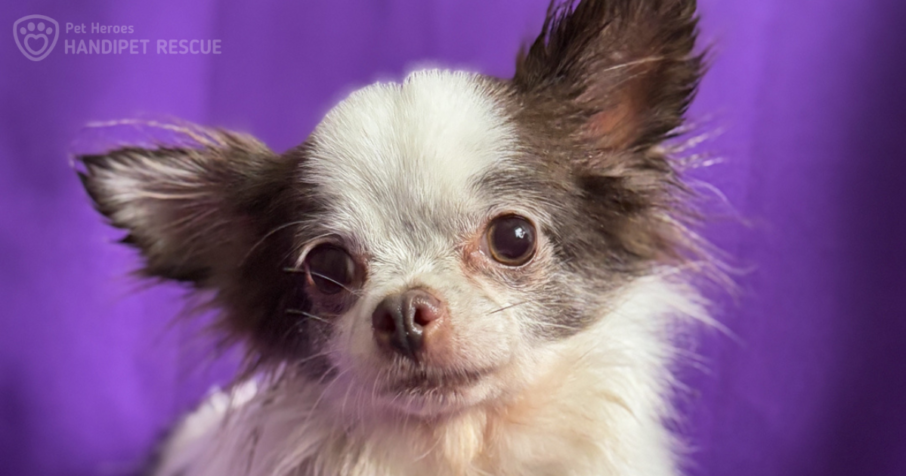 Velké čivaví neštěstí: dlouhosrstá bílo-hnědá fenka Elphaba