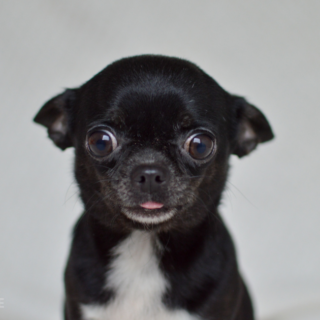 Velké čivaví neštěstí: černá fenka s bílou náprsenkou Millie