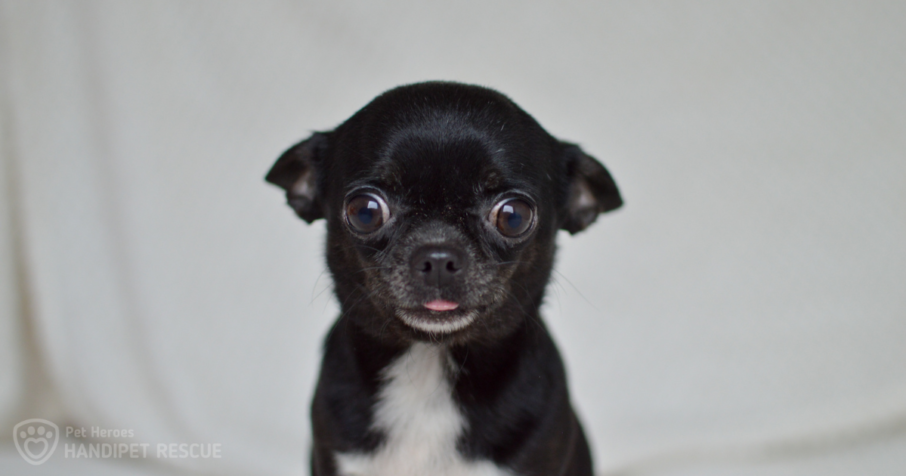 Velké čivaví neštěstí: černá fenka s bílou náprsenkou Millie