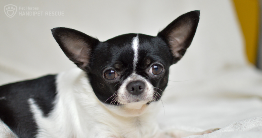 Velké čivaví neštěstí: černo-bílá fenka Vivienne