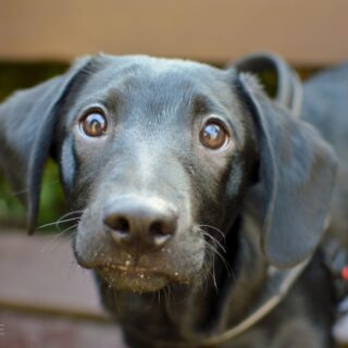 Černé štěně Charly