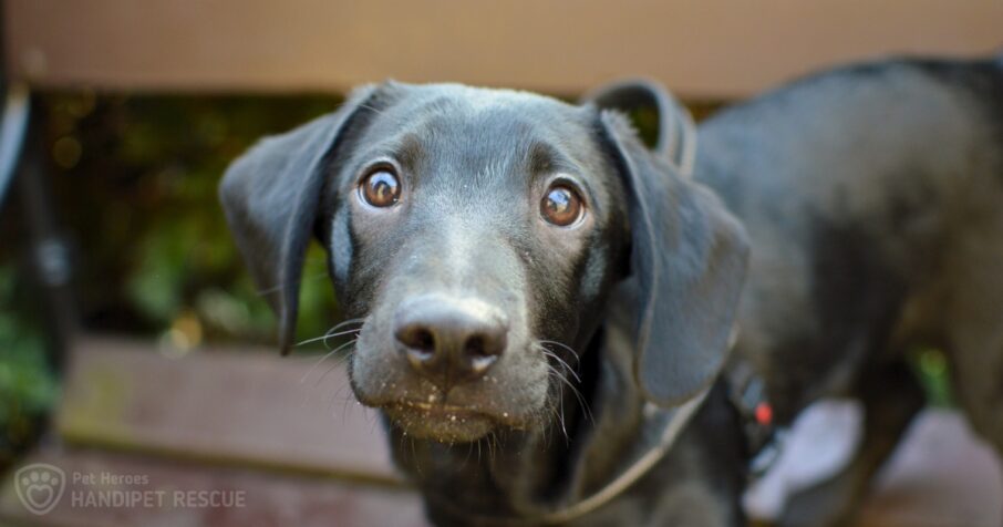 Černé štěně Charly