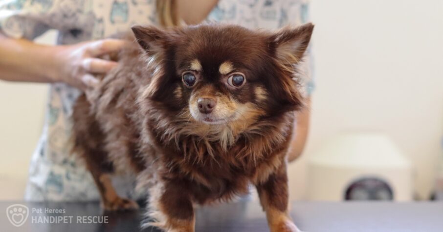 Velké čivaví neštěstí: hnědá fena Bellara na veterině