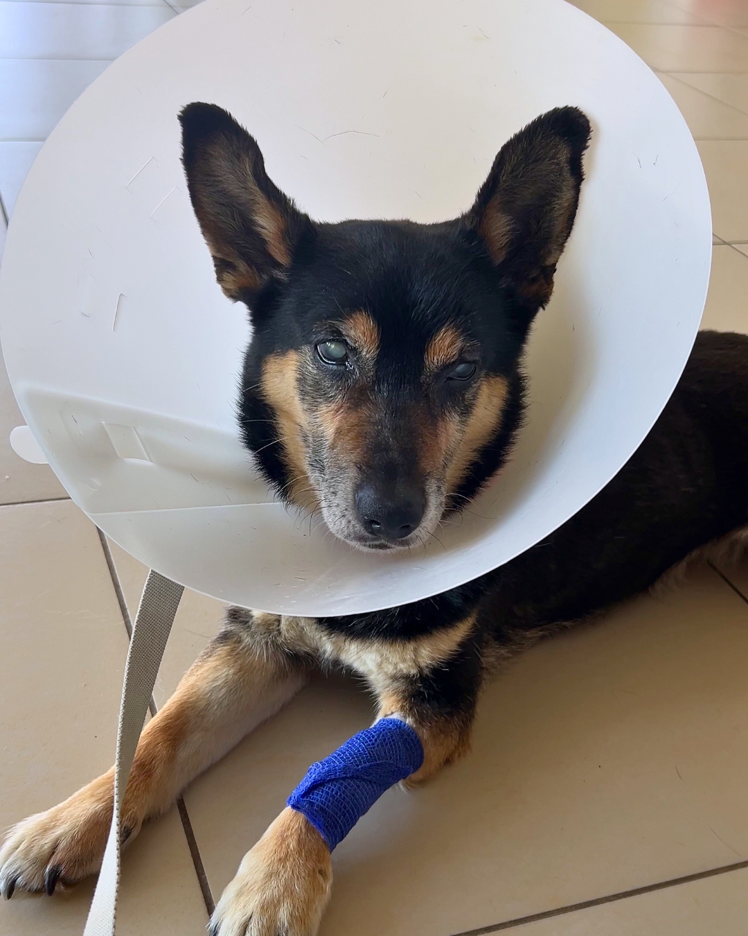 Pes Batát na veterině s límcem po zákroku