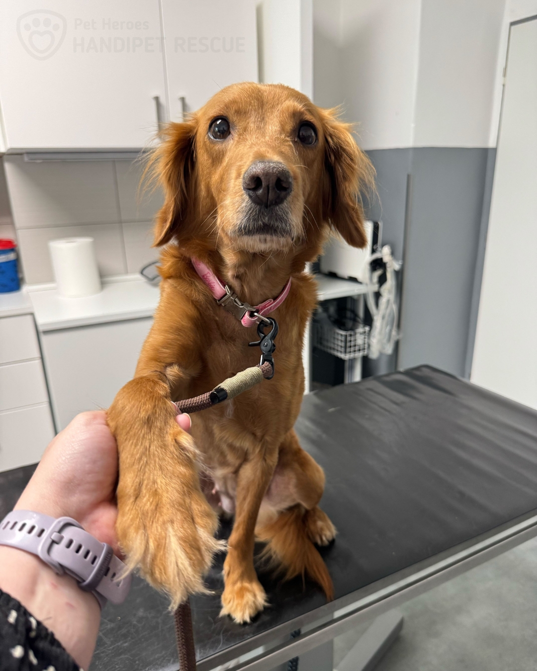 Hnědá fena Malina na vyšetřovacím stole na veterině