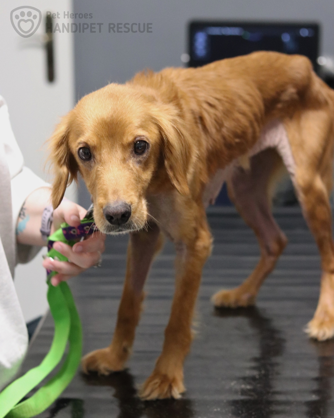 Nemocná vychrtlá hnědá fena na veterině