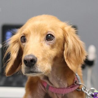 Hnědá fenka Malina na veterině