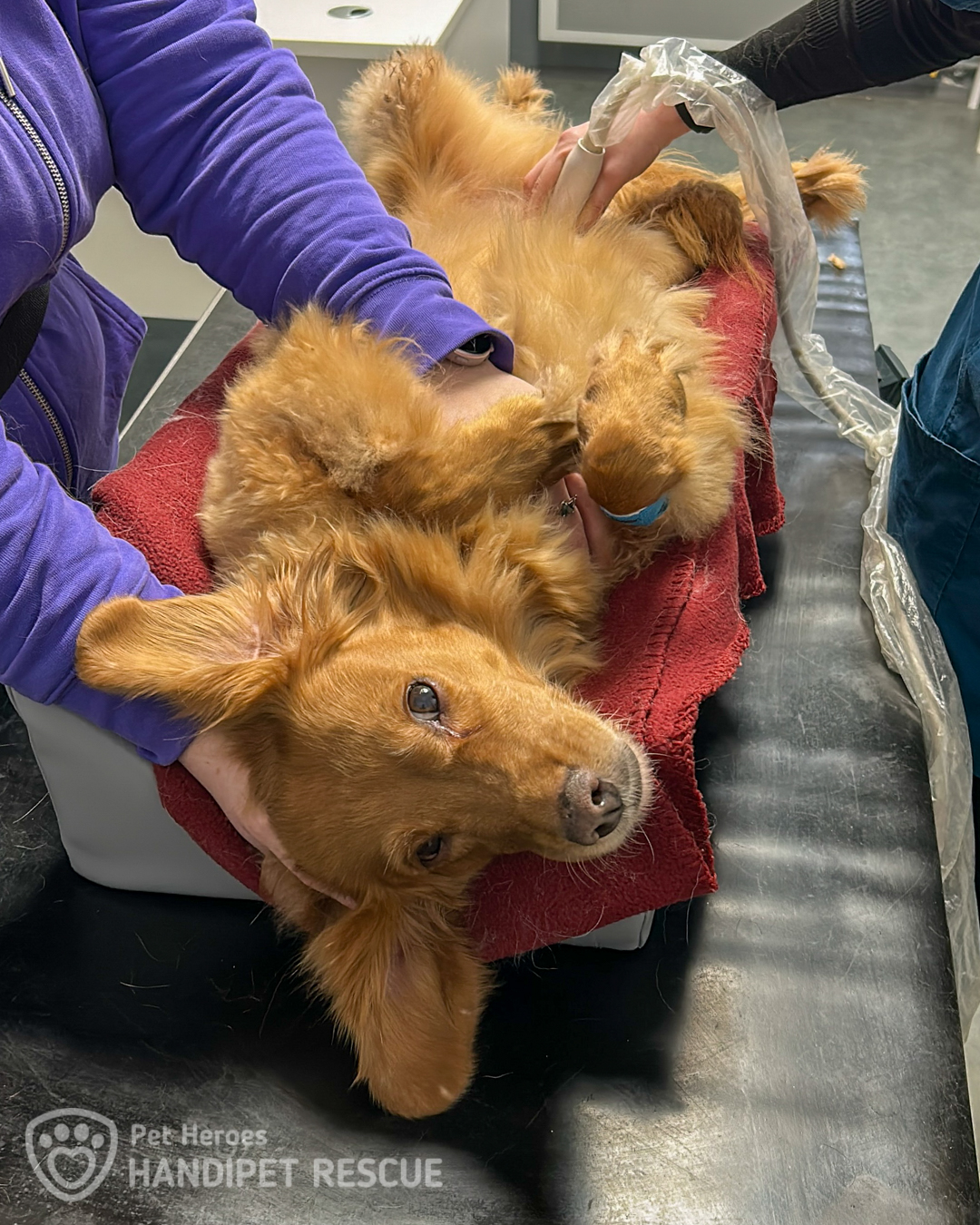 Pes Malina na veterině při SONO vyšetření břicha