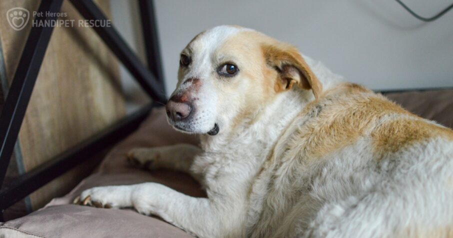 Bílo-hnědý pejsek Poco Loco