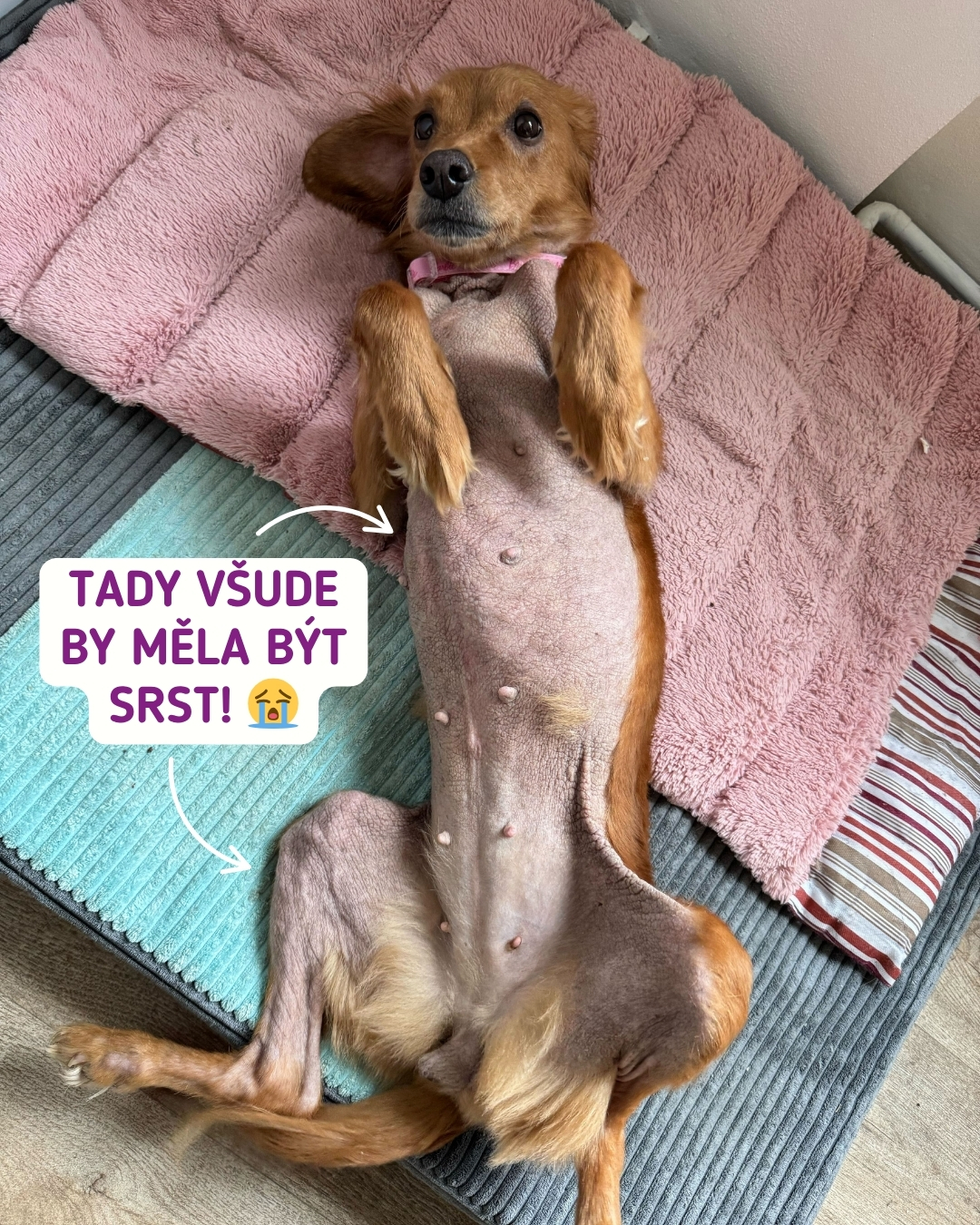 Malina ukazuje bříško, na kterém chybí srst
