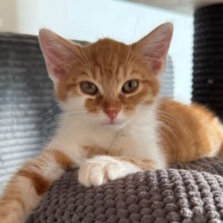 Zrzavo-bílé kotě Bing na škrabadle