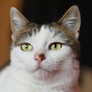 Bílo-mourovatá kočka Cassandra